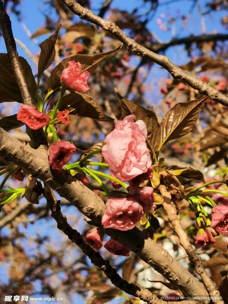 樱花