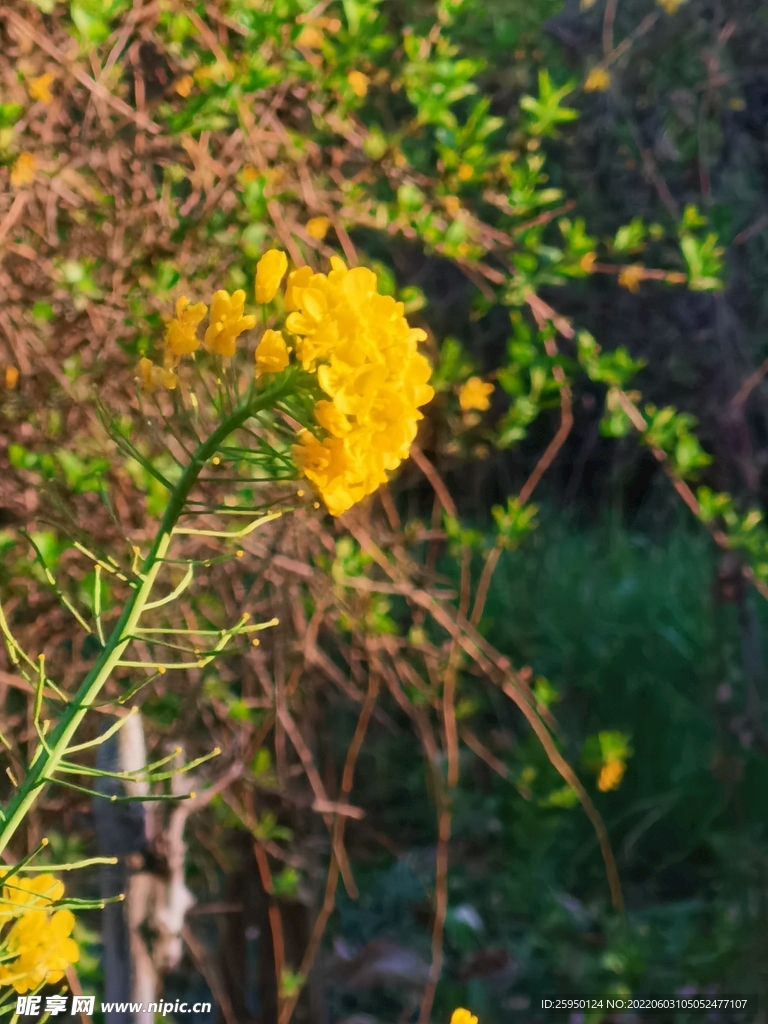 油菜花 