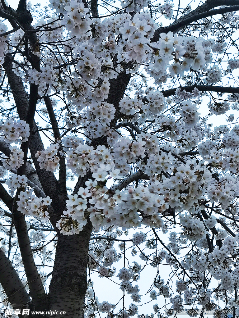 樱花烂漫时