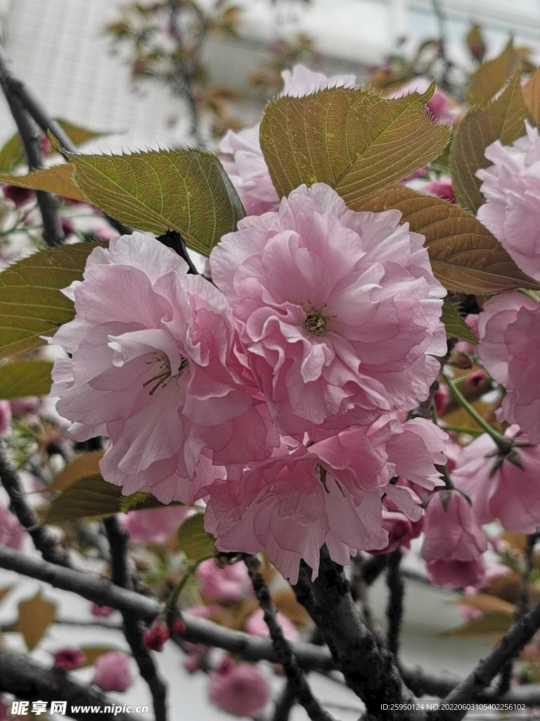 樱花