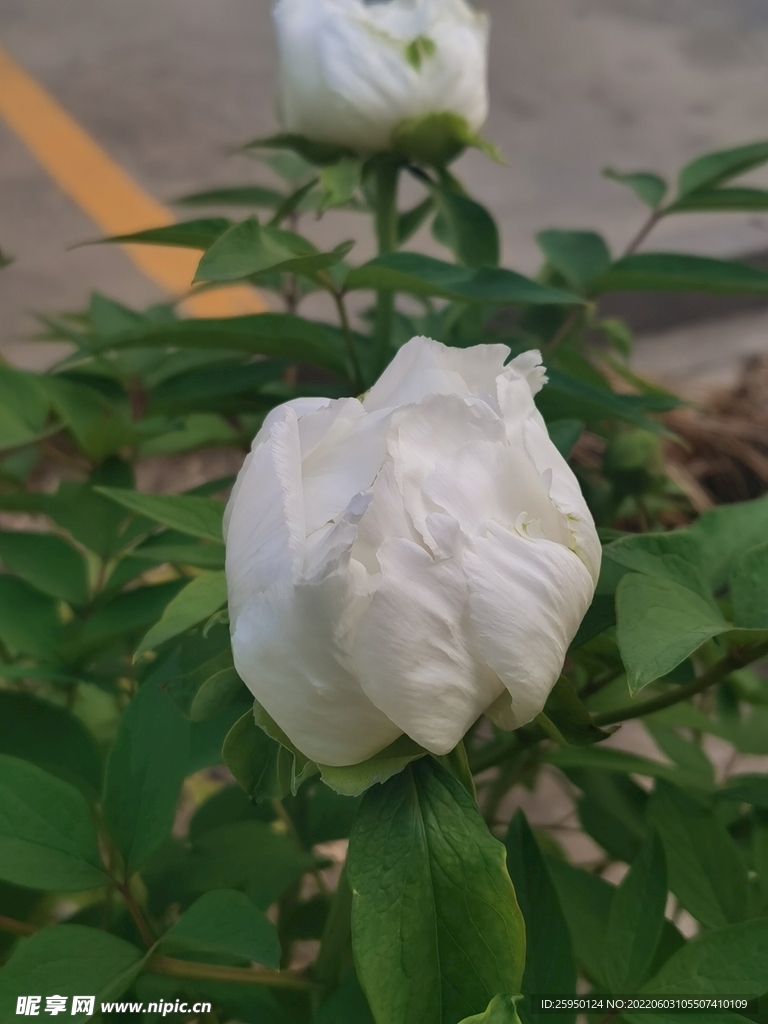 白牡丹