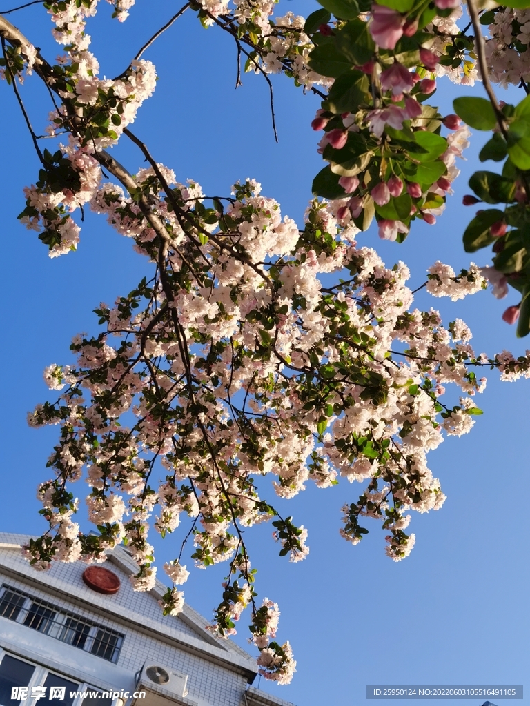 海棠花