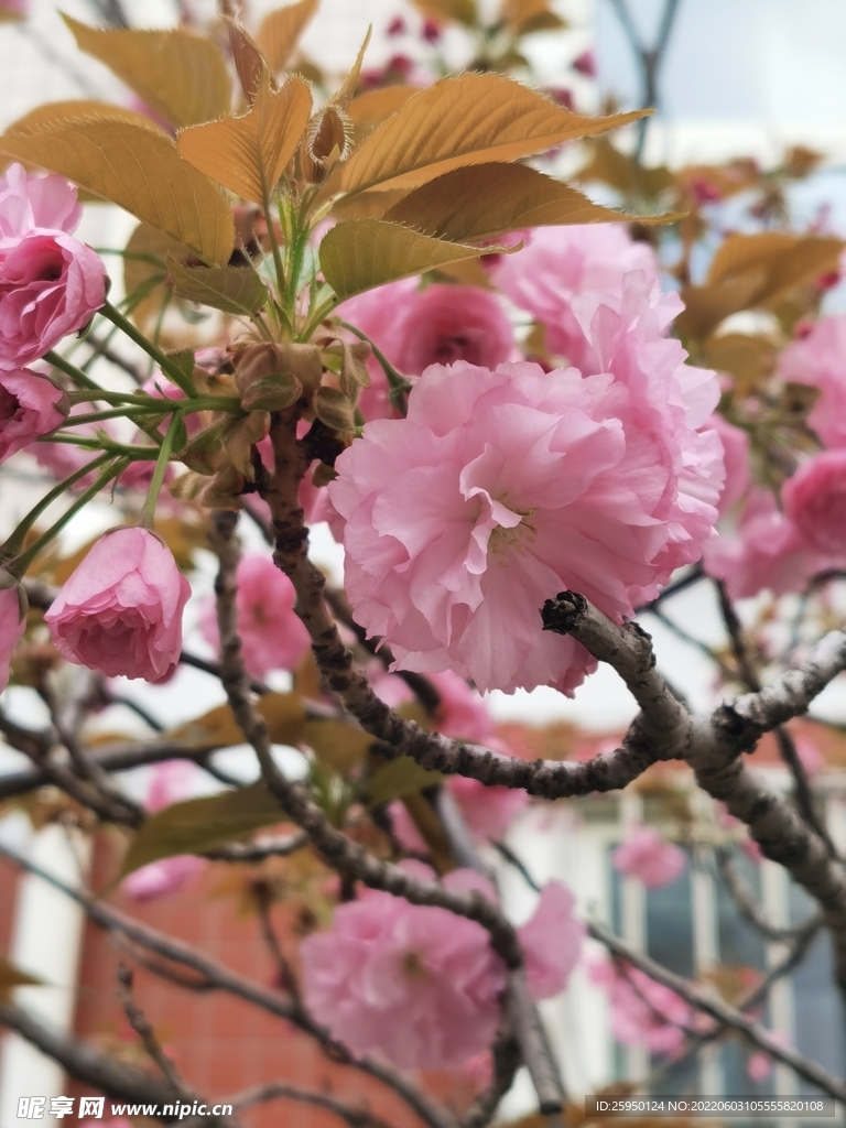 樱花 烂漫