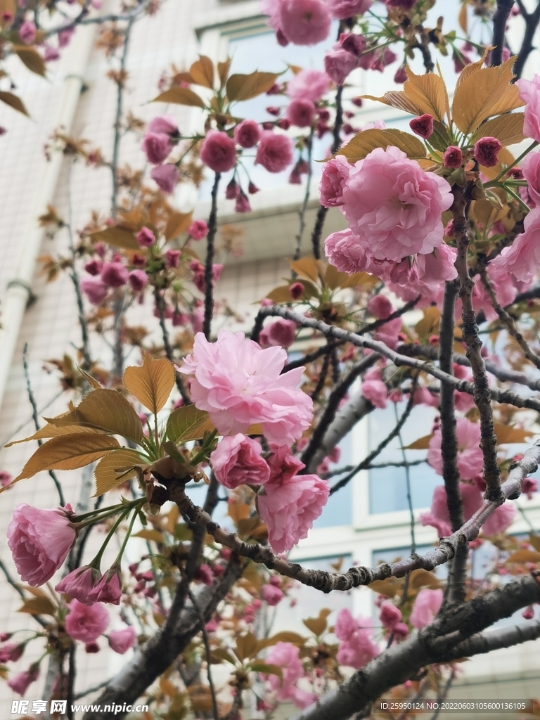 樱花 烂漫