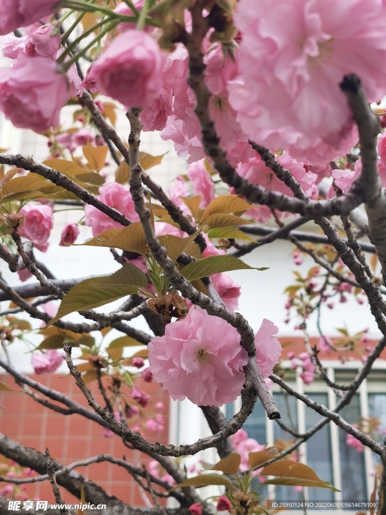 樱花