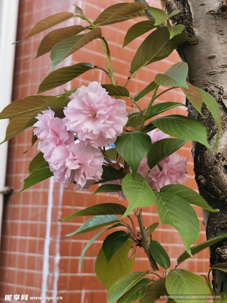 樱花