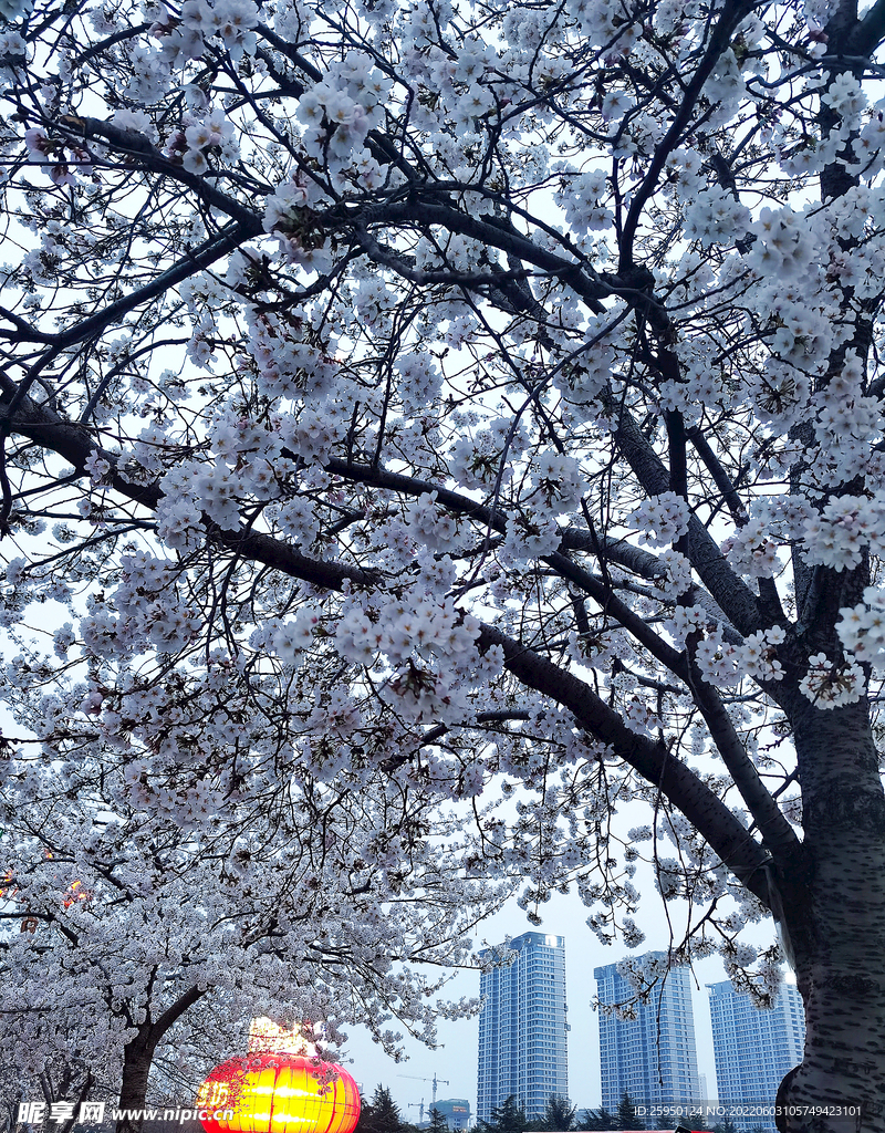 樱花