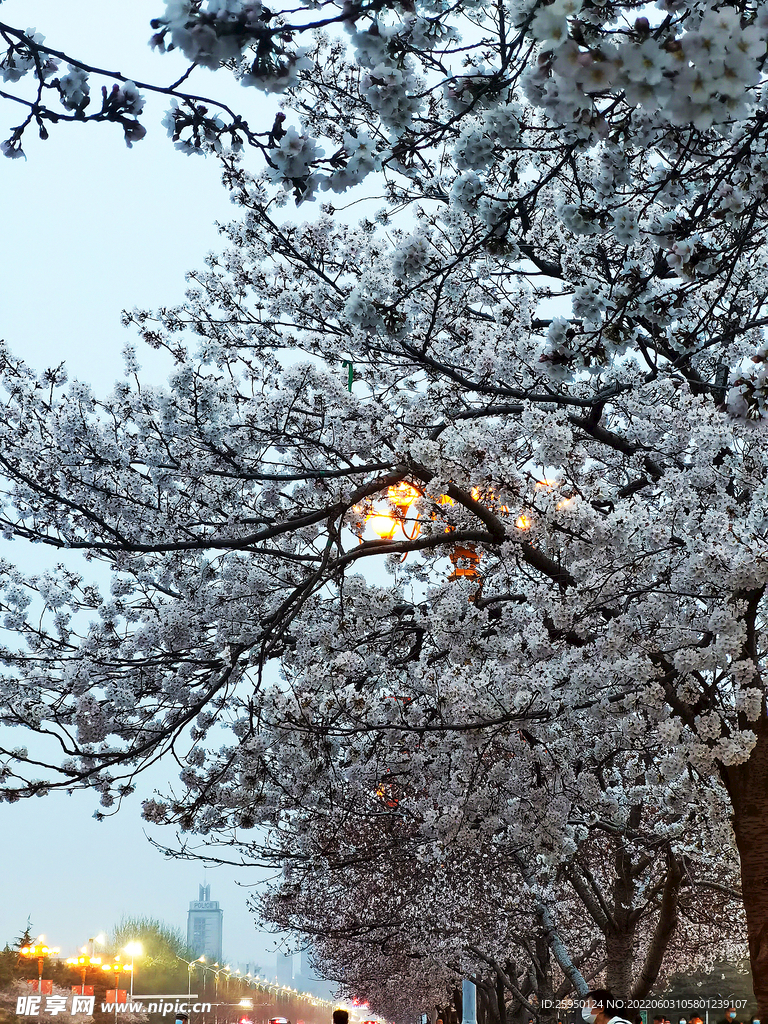 樱花 烂漫