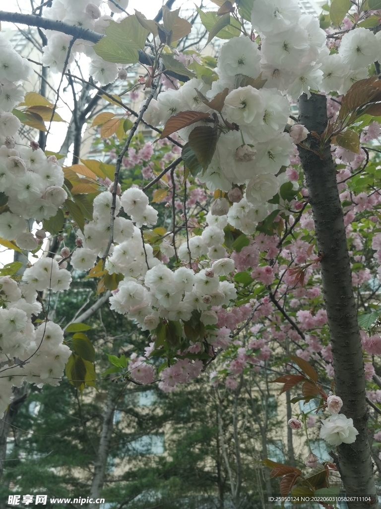 樱花 烂漫