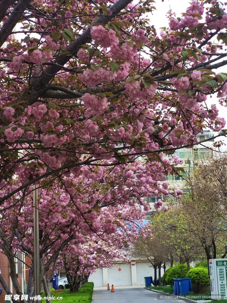 樱花