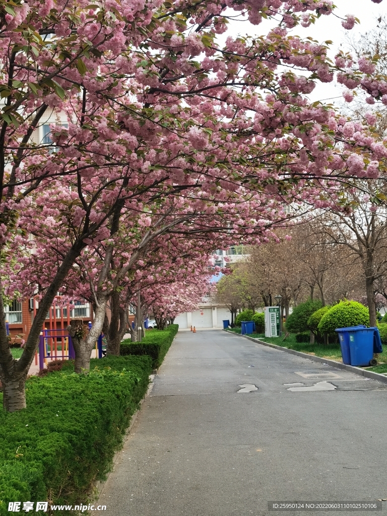 樱花 烂漫时