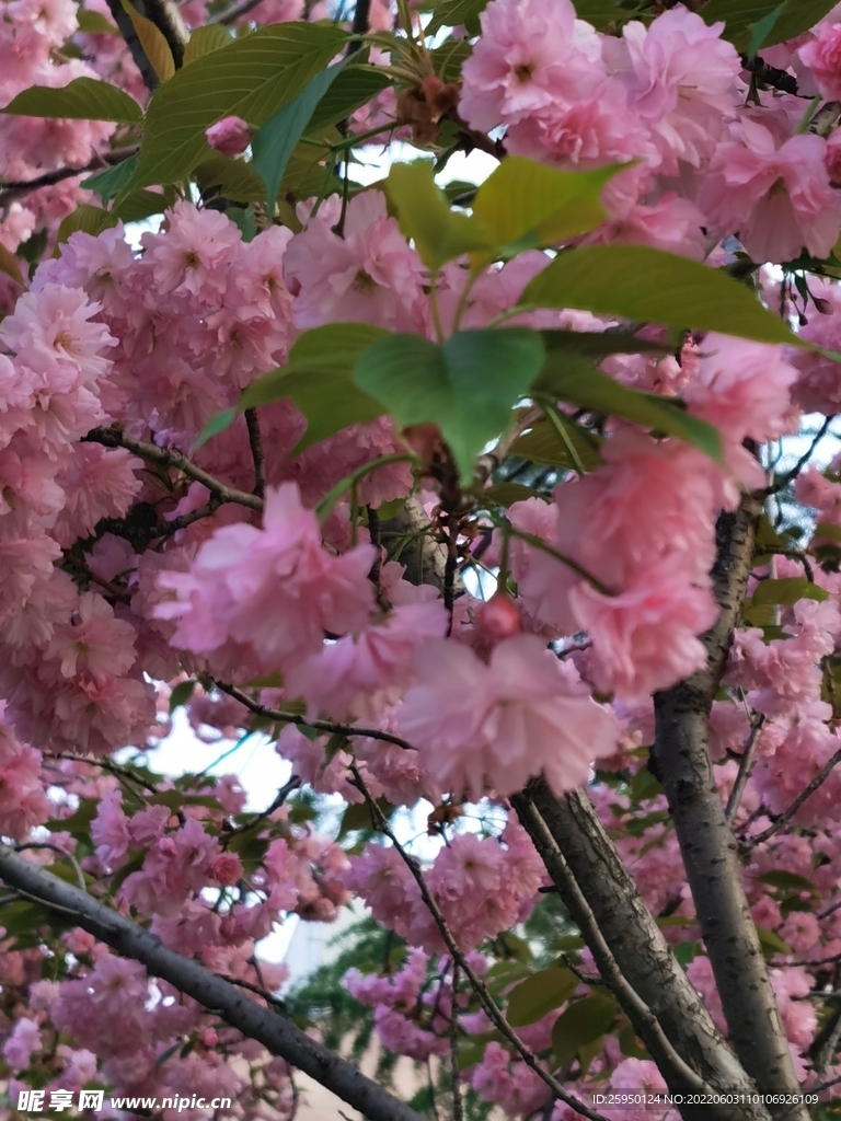 樱花