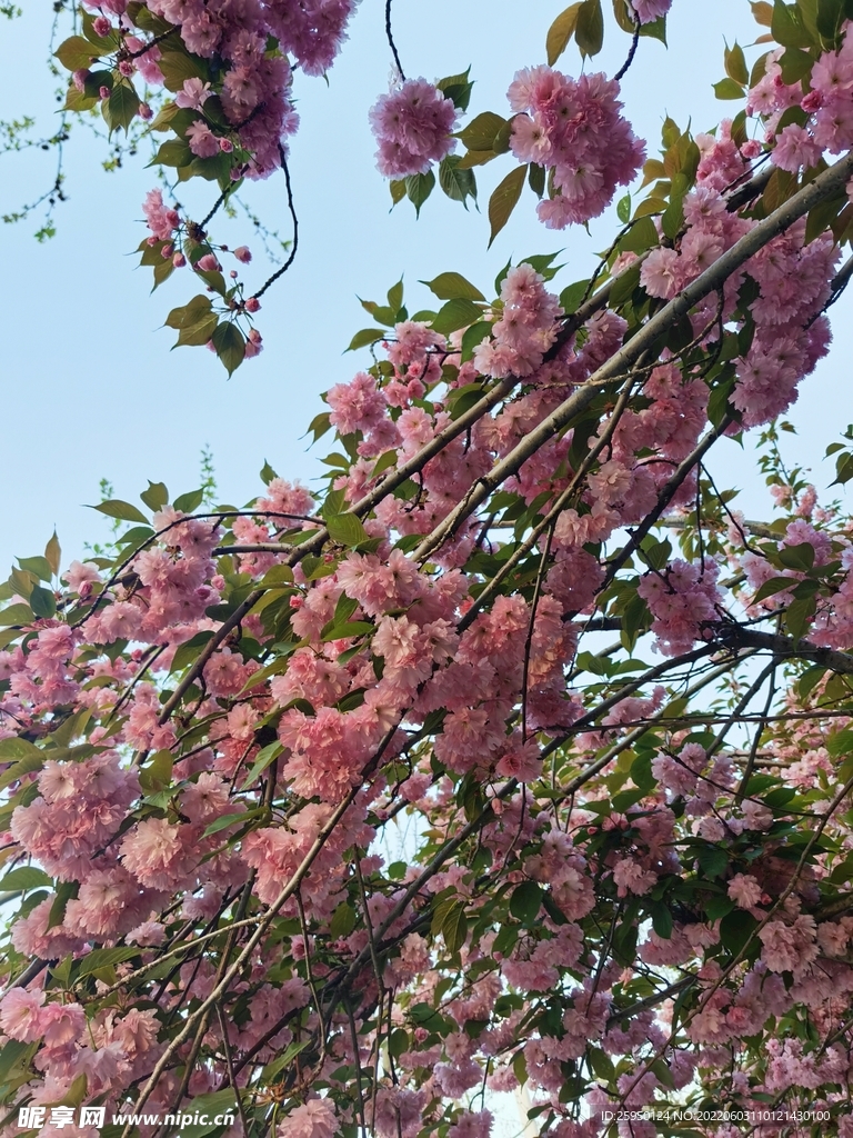樱花 烂漫