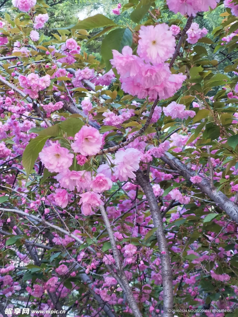樱花烂漫
