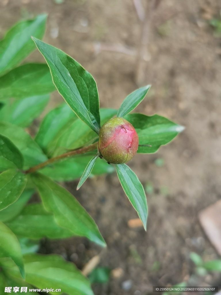芍药树