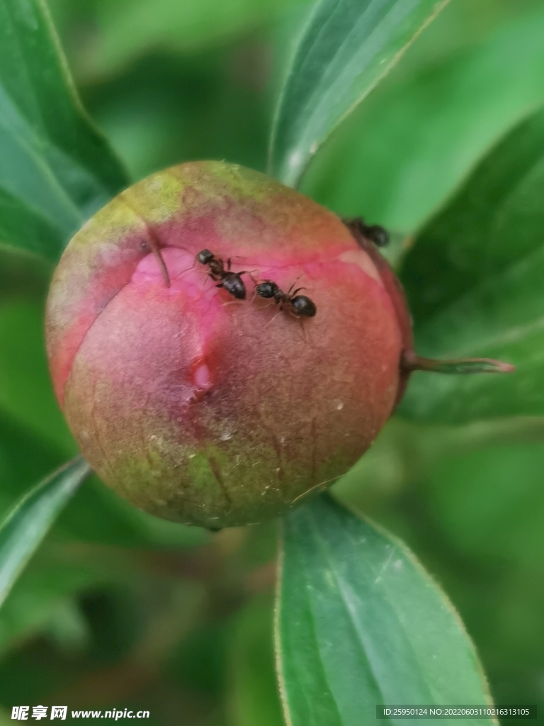 芍药与小蚂蚁