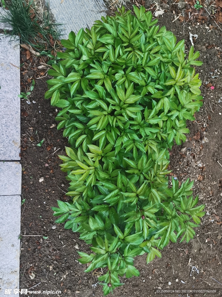 芍药树