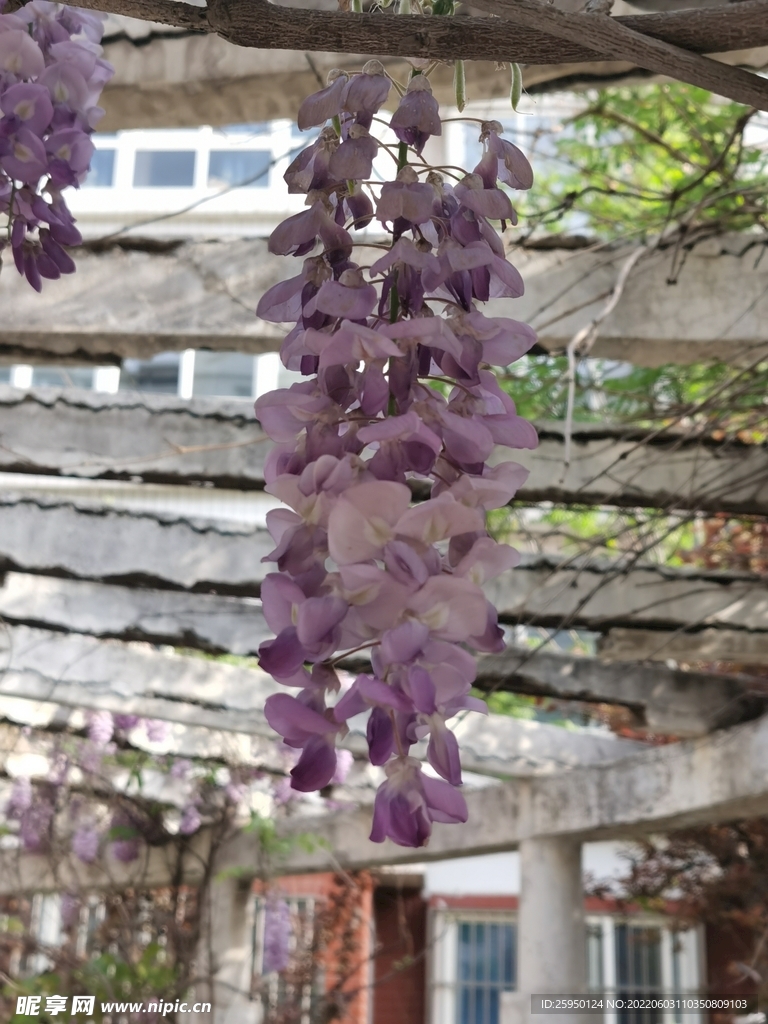 紫藤花