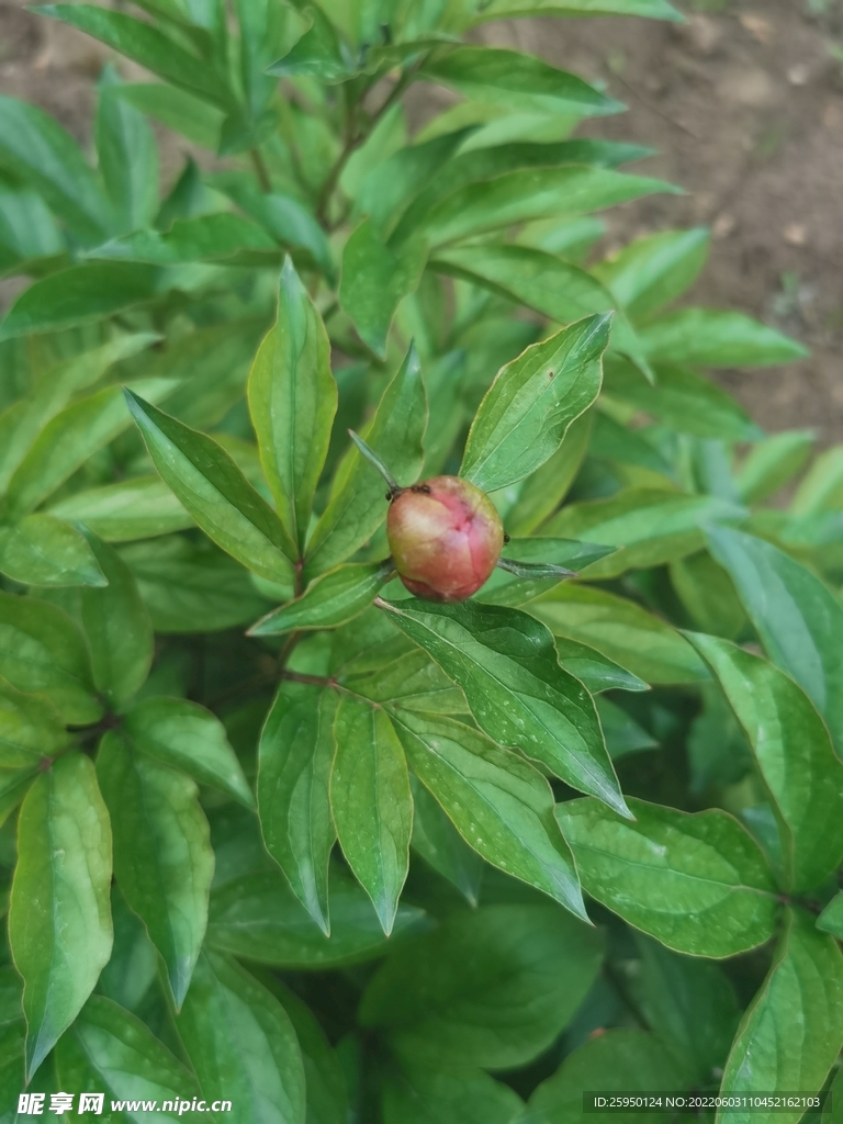 芍药花包