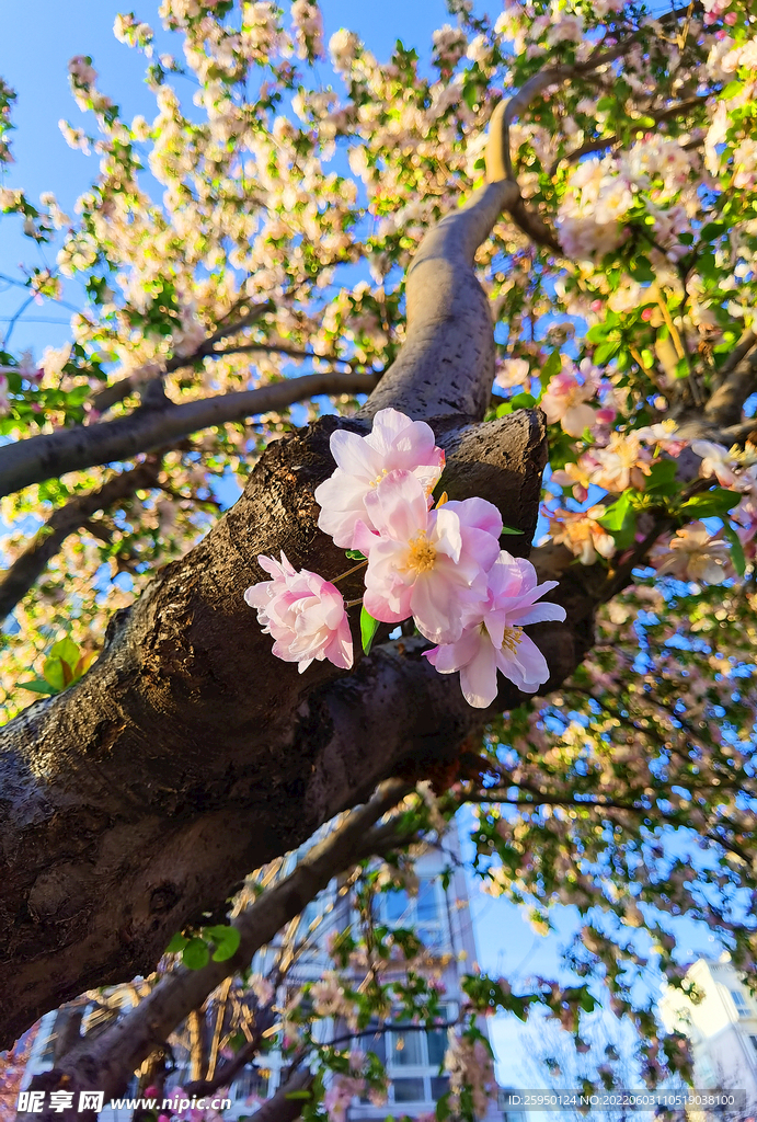 海棠花