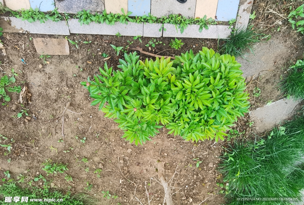 芍药