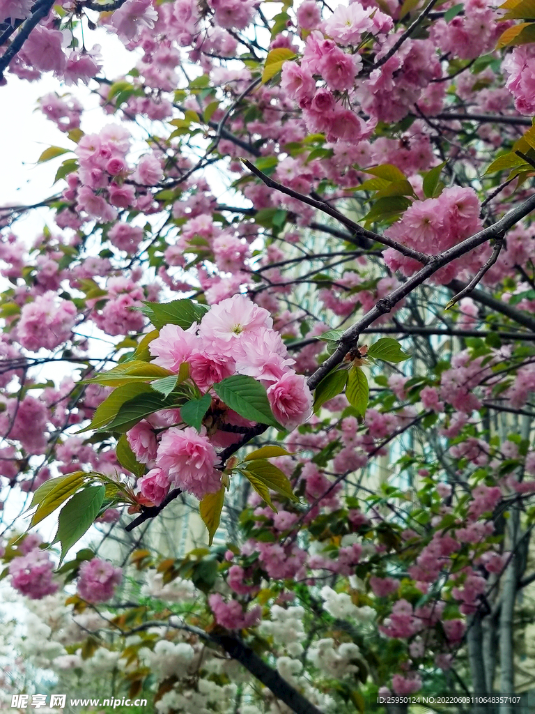 樱花