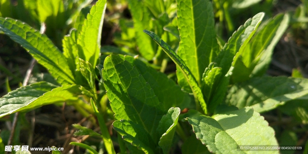 野外水苏草