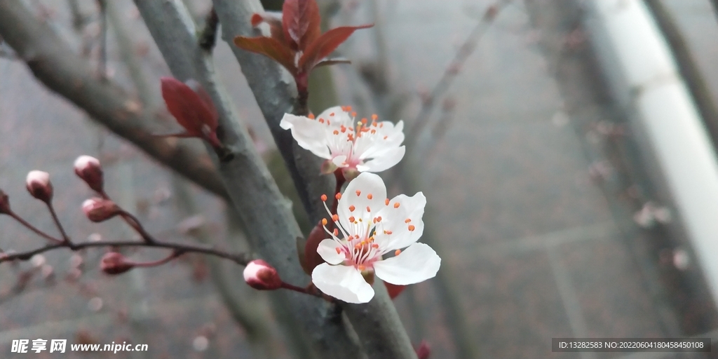 紫叶李花