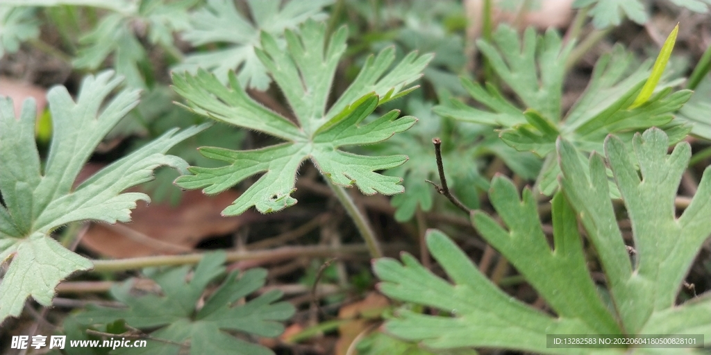 野外老鹳草