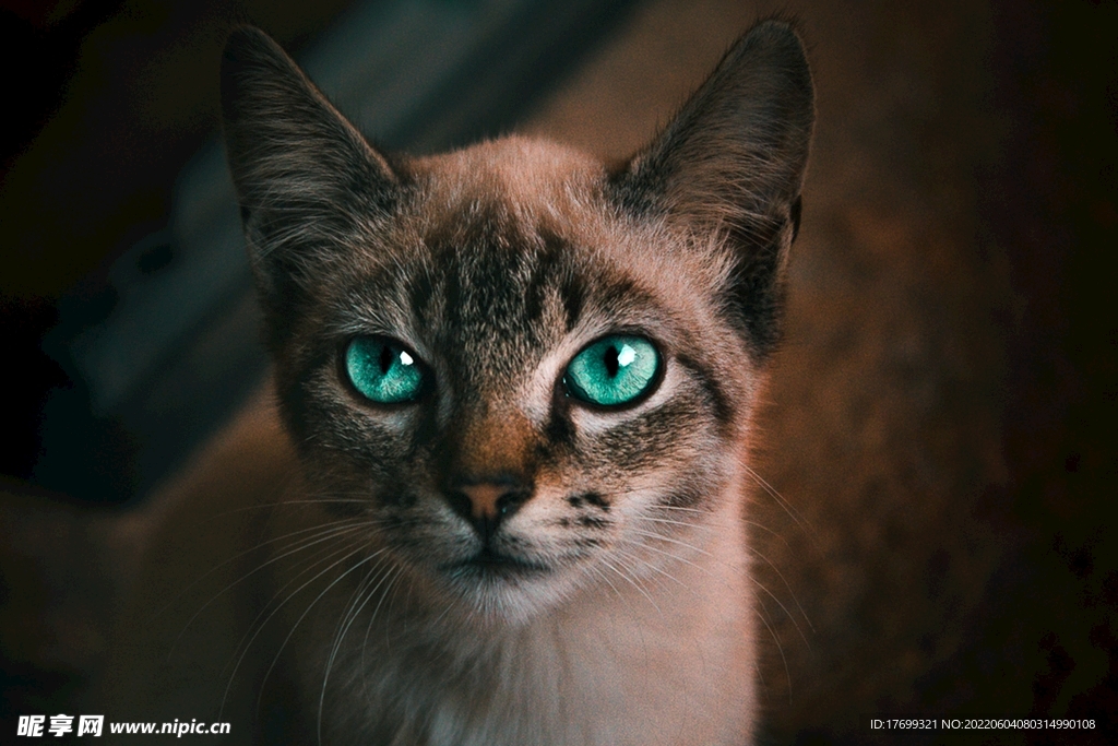 猫