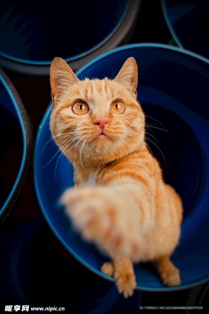 猫