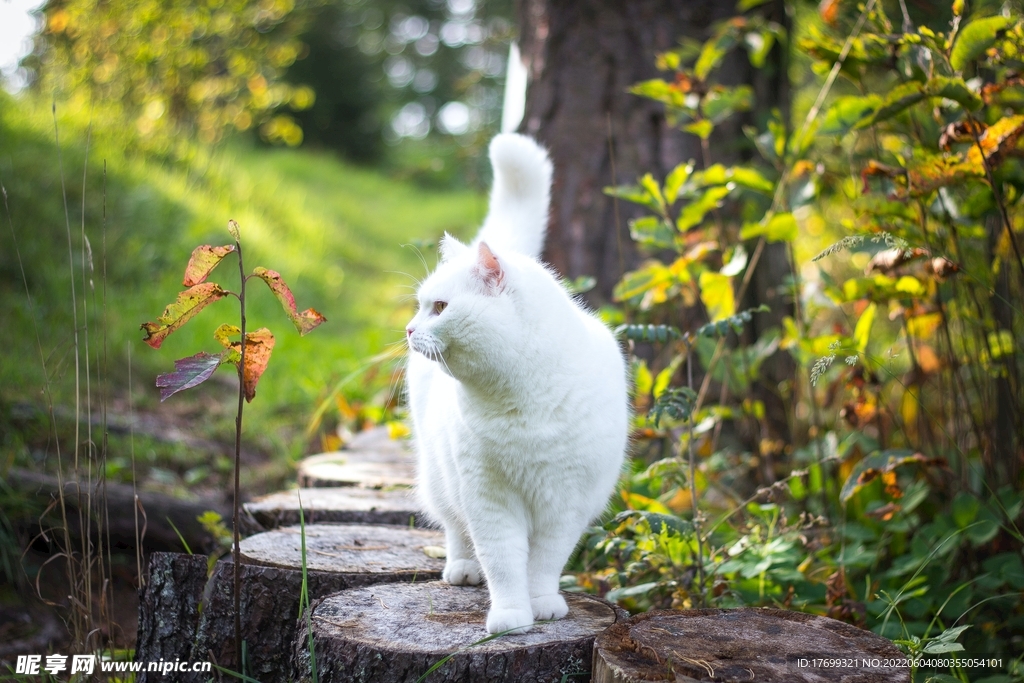 猫