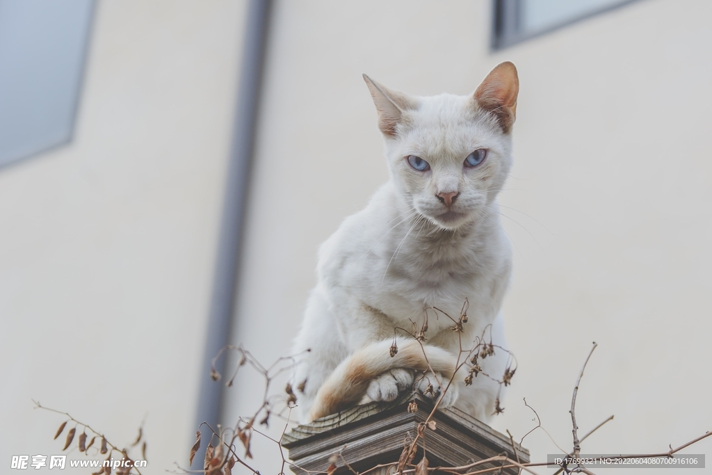 猫