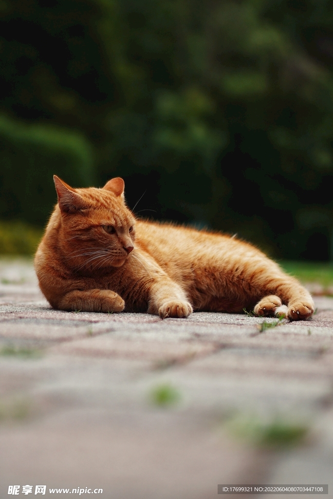 猫