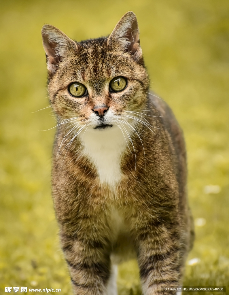 猫