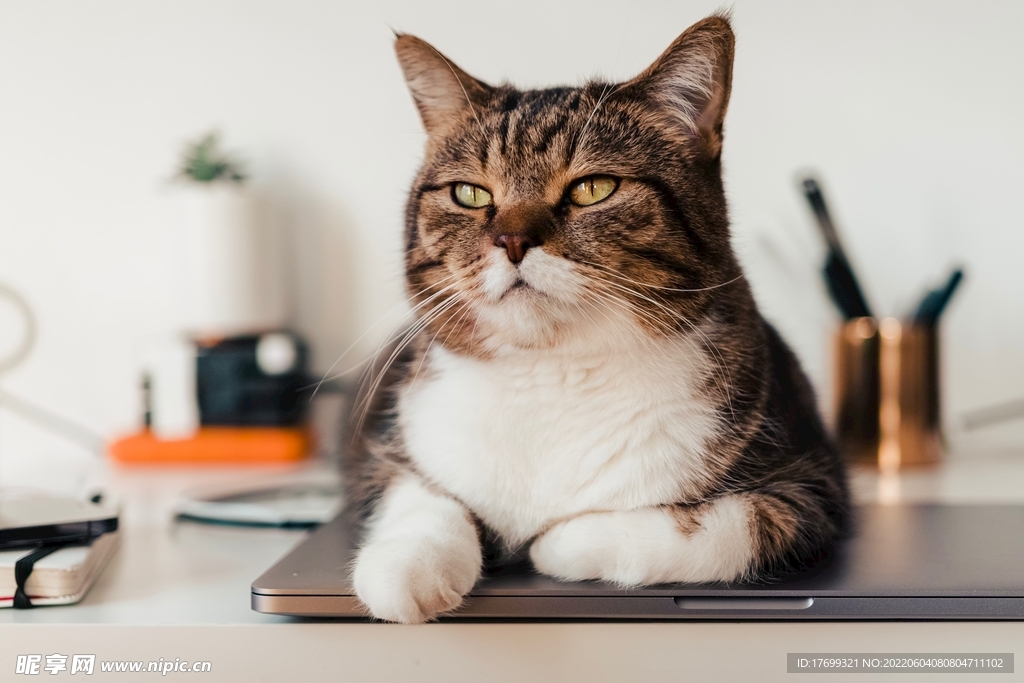 猫