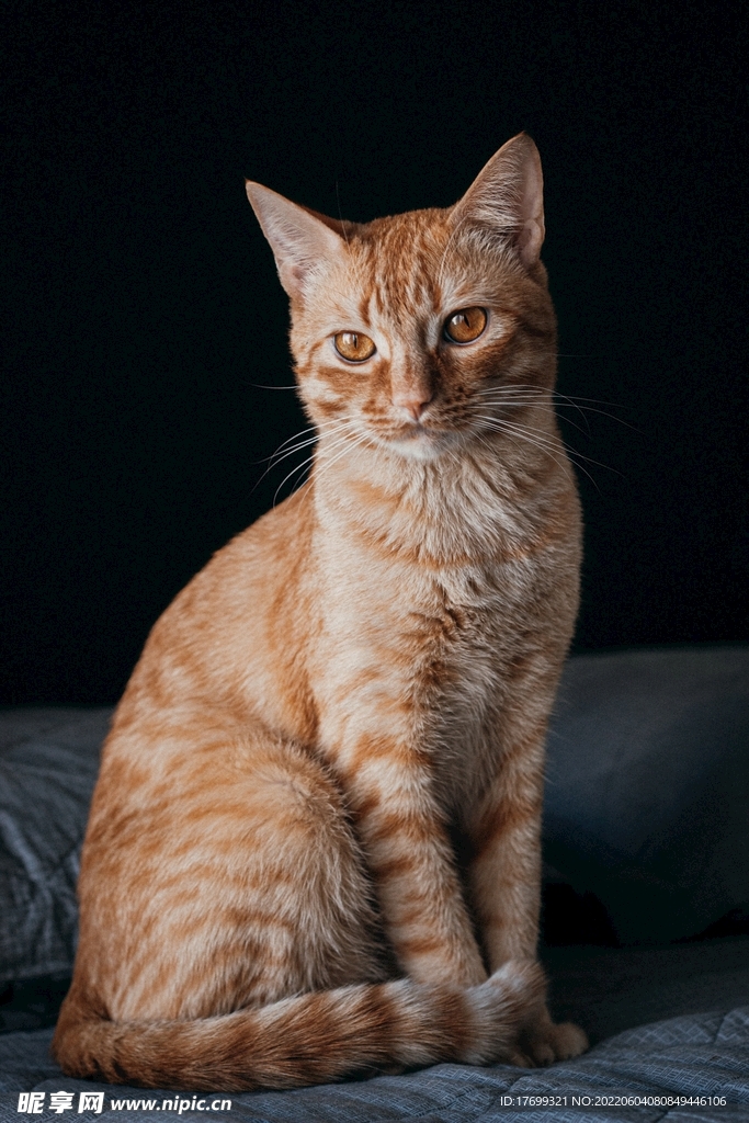 猫
