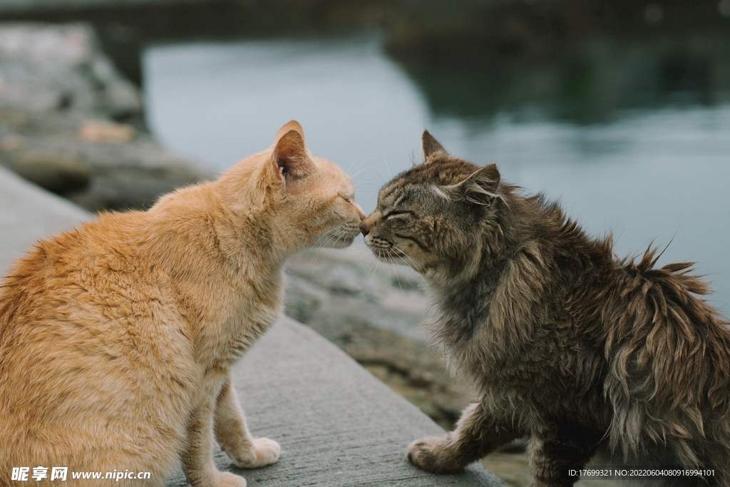 猫