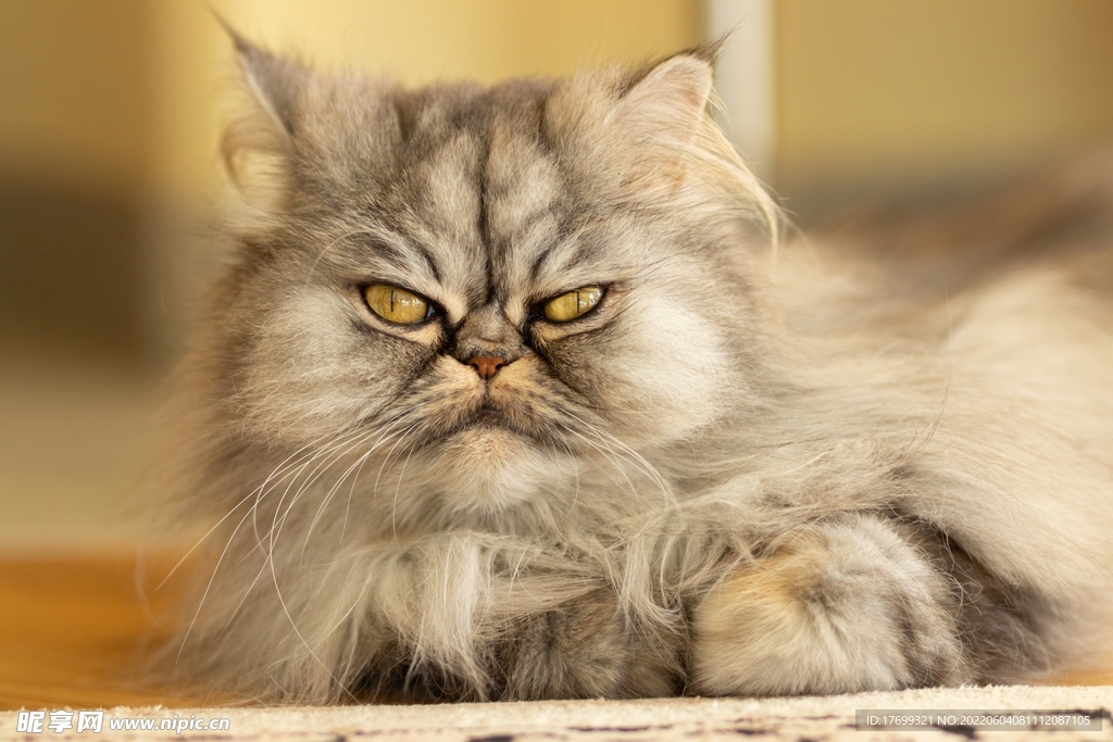 猫