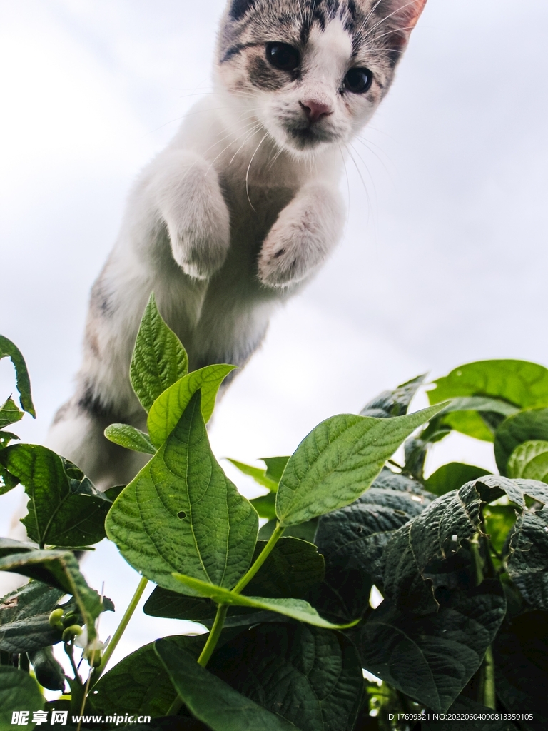 猫