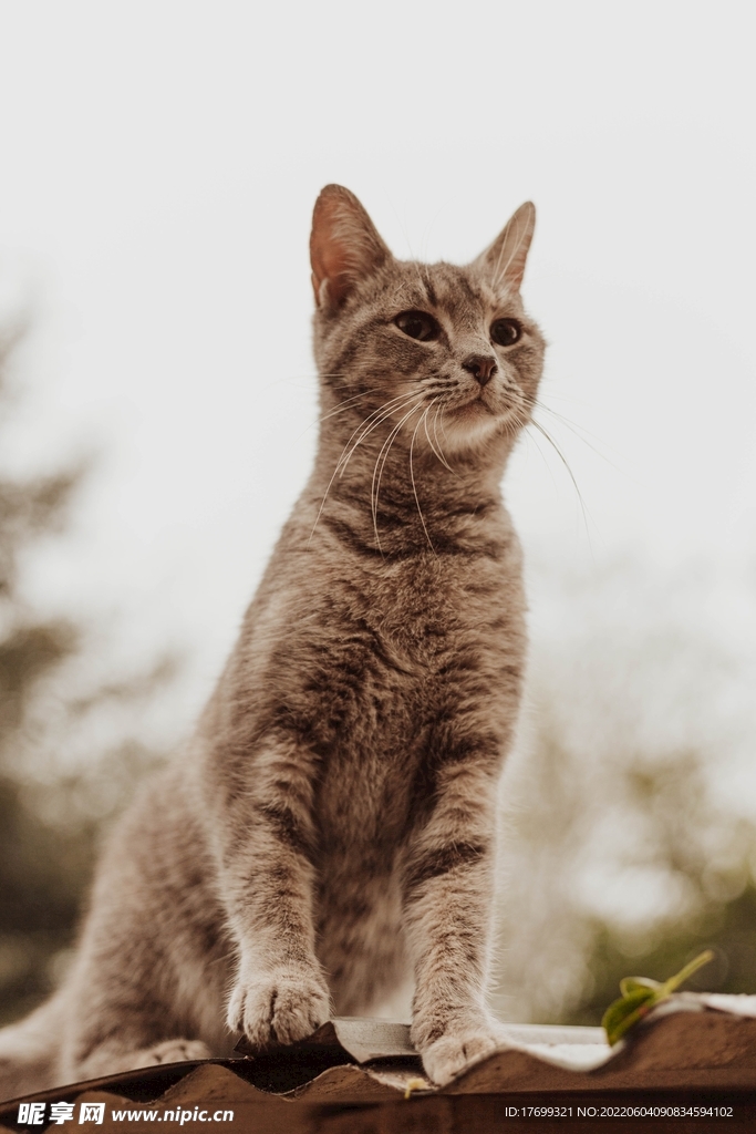 猫