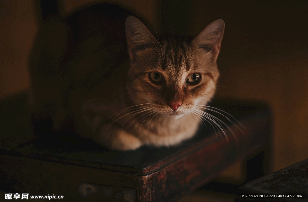 猫