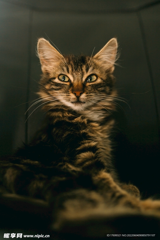 猫