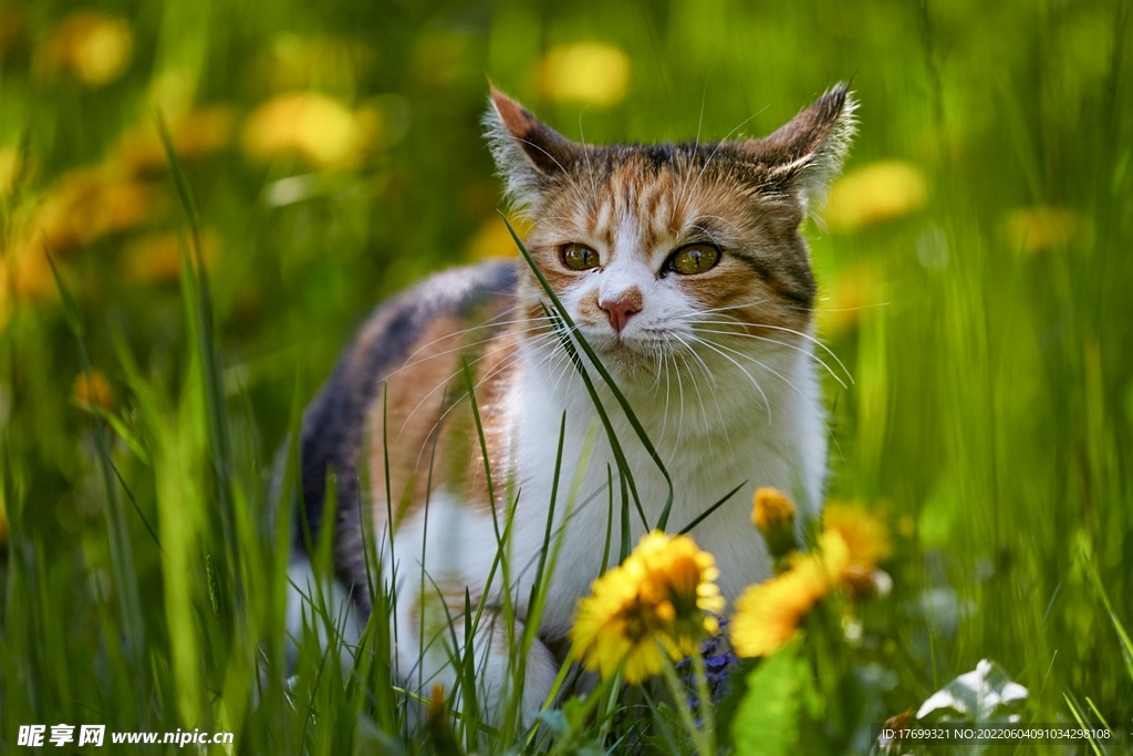 猫