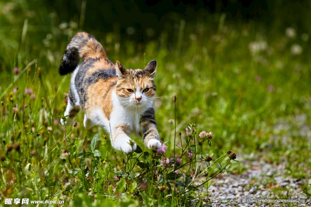 猫