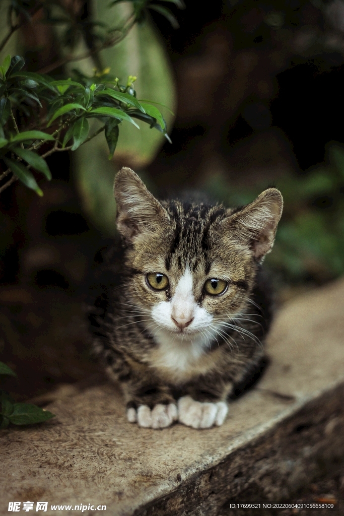 猫