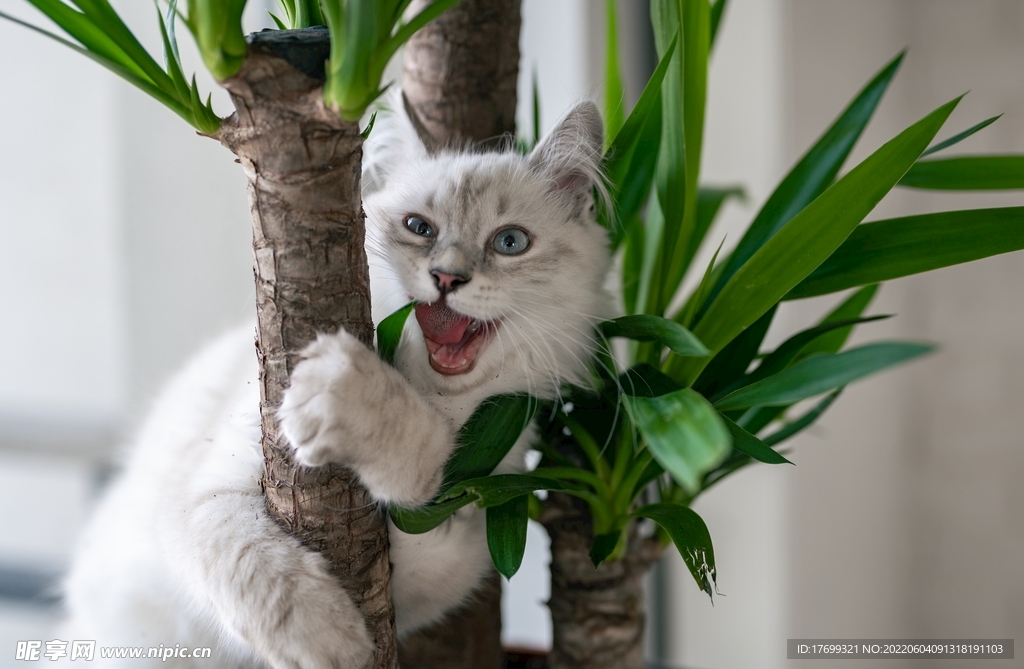 猫