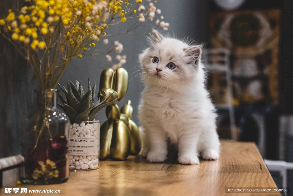 猫