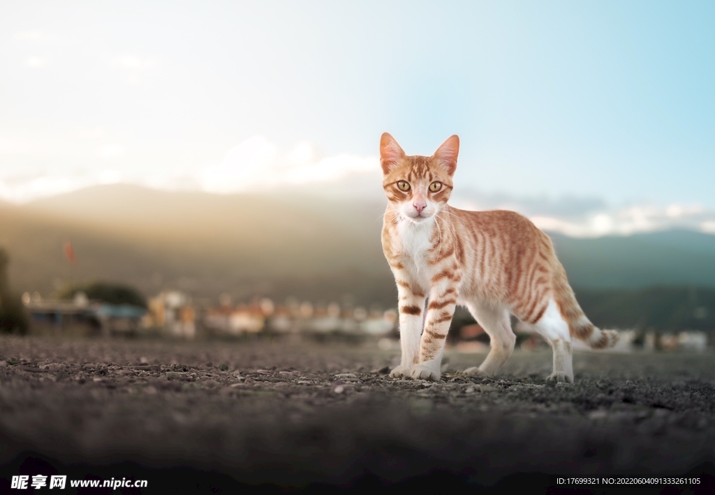 猫