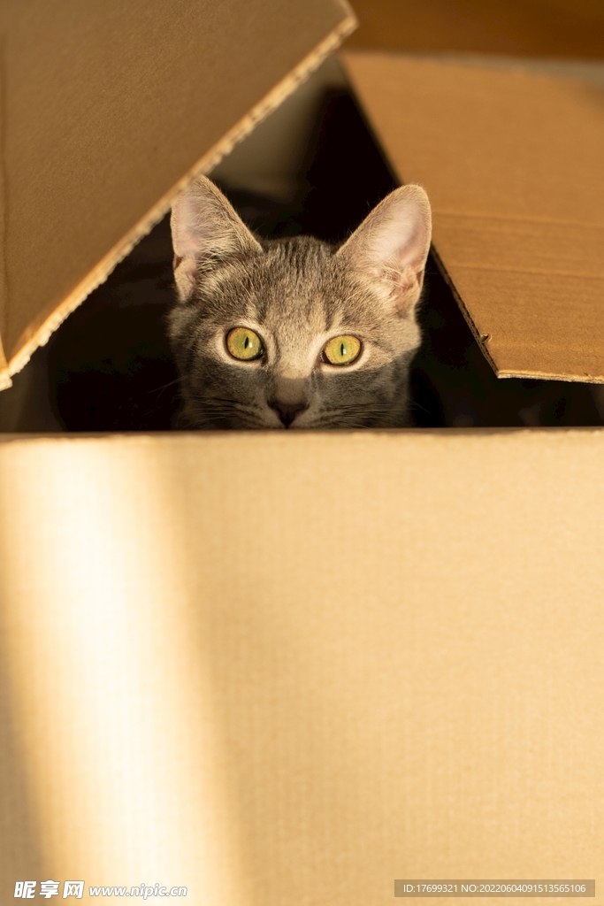 猫